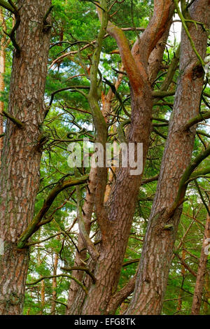 Gli scozzesi o pino silvestre Pinus sylvestris tronchi di alberi in crescendo nella foresta. Pomerania, Polonia settentrionale. Foto Stock