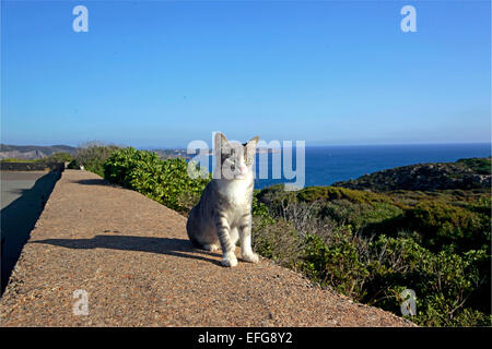 Giovani gatto domestico, della colonia di Capo Sandalo Isola di San Pietro Sardegna Foto Stock
