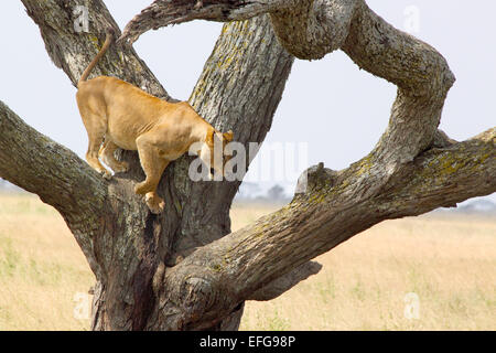 Una leonessa, Panthera Leo, su di un albero nel Parco Nazionale del Serengeti, Tanzania Foto Stock