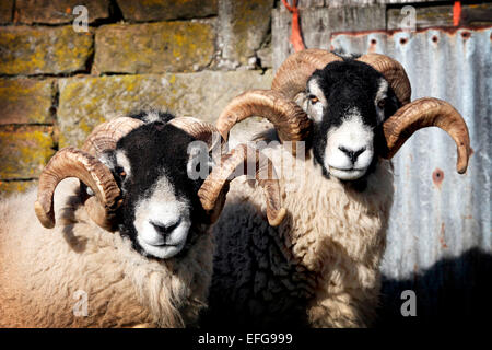 Ritratto di due cornuto swaledale pecore nel cortile, swaledale, nello Yorkshire, Regno Unito Foto Stock