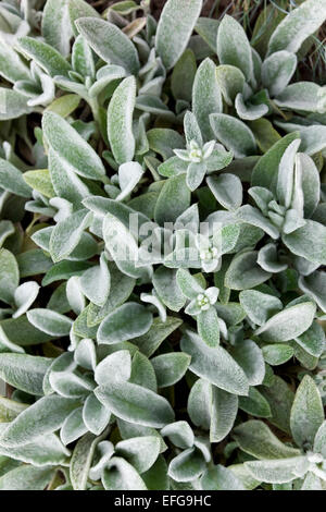 Agnello le orecchie di piante (Stachys byzantina) Foto Stock