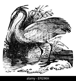 Restaurata digitalmente immagine da una metà del XIX secolo enciclopedia. Foto Stock