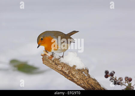 Unione Robin (Erithacus rubecula) in un ambiente nevoso inverno Foto Stock