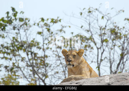 Una leonessa, Panthera Leo, appoggiato su una roccia nel Parco Nazionale del Serengeti, Tanzania Foto Stock