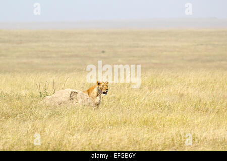 Una leonessa, Panthera Leo, alla ricerca di una preda nascosta da una pietra nel Parco Nazionale del Serengeti, Tanzania Foto Stock