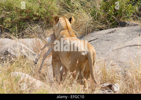 Una leonessa, Panthera Leo, leonessa portando una preda, una piccola antilope, su una roccia nel Parco Nazionale del Serengeti, Tanzania Foto Stock