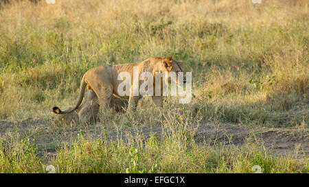 Un giovane maschio lion Panthera Leo, a piedi nella savana nel Parco Nazionale del Serengeti, Tanzania Foto Stock
