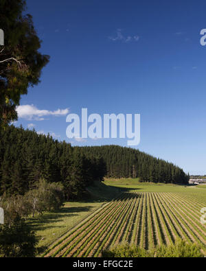 Vigneto presso la missione di cantina, Napier, Nuova Zelanda Foto Stock