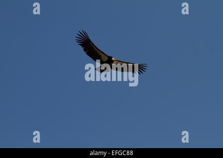 Una selvaggia California condor (Gymnogyps californianus) soaring sopra il Pacifico a Big Sur in California il più grande North American bird Foto Stock