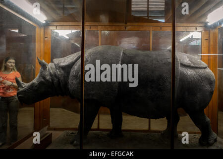 Ospite femminile che osserva il rhinoceros di Javan (Rhinoceros fondaicus) esemplare al Museo Zoologico, Bogor, Indonesia. Foto Stock