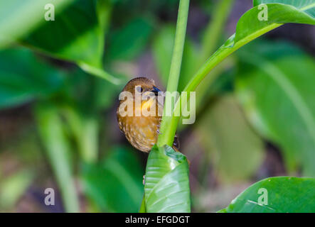 Una femmina rosso-throated Ant-Tanager (Habia fuscicauda). Belize, America centrale. Foto Stock