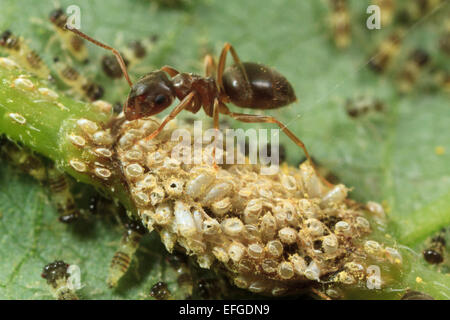 Treehopper ninfe e uova schiuse essendo seguita da una formica (Entylia carinata). Foto Stock