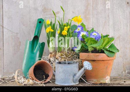 I vasi da fiori di primavera con accessori per il giardinaggio su sfondo di legno Foto Stock