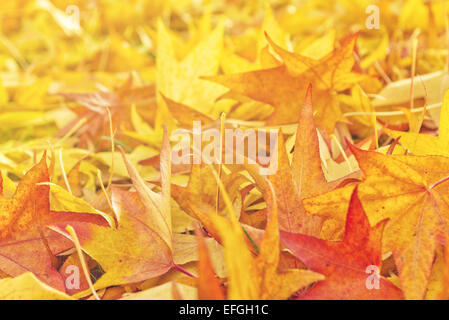 Rosso giapponese Acero asciugare le foglie di autunno caduti a terra come naturale sfondo stagionali. Foto Stock