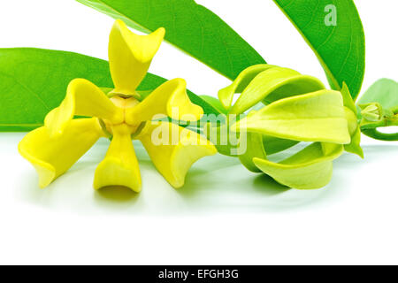 Ylang Ylang flower (Cananga odroata), isolata su uno sfondo bianco Foto Stock