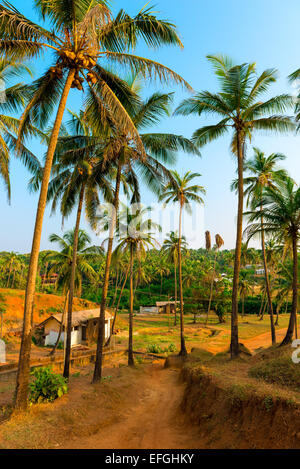 Grove con alti alberi di noce di cocco in India Foto Stock