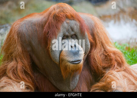 Orangutan di Sumatra (Pongo abelii), maschio, captive, Bassa Sassonia, Germania Foto Stock