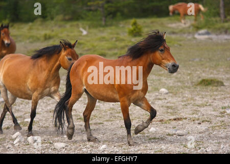 Un semi-cavalli selvatici, Gotlands Russ (Equus caballus). I cavalli che vivono allo stato selvatico la maggior parte dell'anno, ma non sono veri cavalli selvaggi Foto Stock