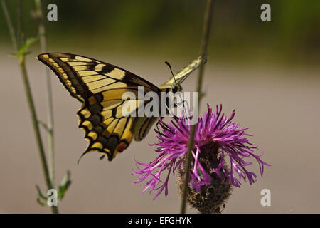 Comune a coda di rondine giallo (Papilio machaon) su Fiordaliso fioritura Foto Stock