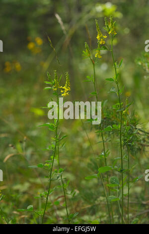 Fioritura Melilot alti (Melilotus altissimus) Foto Stock