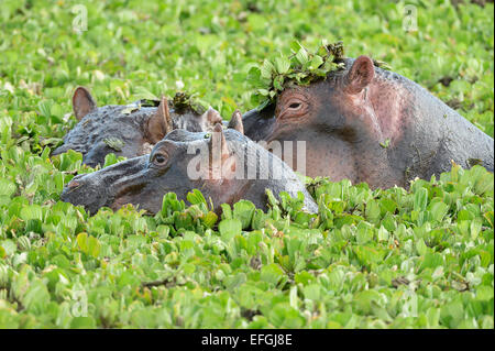 Ippopotamo (ippopotamo amphibicus) gruppo in acque stagnanti con piante acquatiche, vicino, piante acquatiche sulla testa Foto Stock