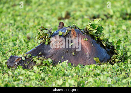 Ippopotamo (ippopotamo amphibicus), in acque stagnanti con piante acquatiche, Ritratto, piante acquatiche sulla testa Foto Stock