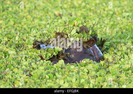 Ippopotamo (ippopotamo amphibicus), in acque stagnanti con piante acquatiche, vicino, piante acquatiche sulla testa Foto Stock