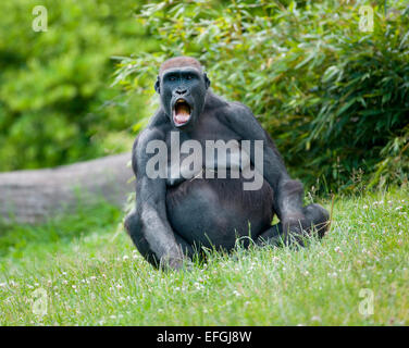 Pianura occidentale (Gorilla Gorilla gorilla gorilla), femmina urlando, captive, Bassa Sassonia, Germania Foto Stock