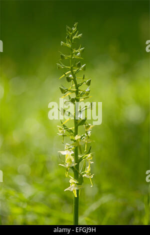 Maggiore Butterfly Orchid (Platanthera chlorantha), fioritura, Turingia, Germania Foto Stock