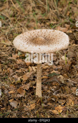 Parasol (fungo Macrolepiota procera), Bassa Sassonia, Germania Foto Stock