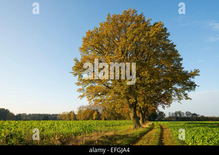 Farnie (Quercus robur) in corrispondenza di una strada sterrata in autunno, Bassa Sassonia, Germania Foto Stock