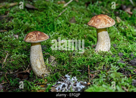 La Betulla Bolete (Leccinum scabrum), micorriza fungo commestibile, Svizzera Foto Stock