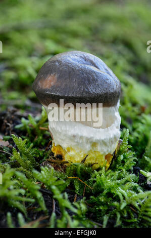 Viscido Spike-cap (Gomphidius glutinosus), giovani esemplari, coperto con un velo viscido a questo stadio, micorriza funghi commestibili, Foto Stock