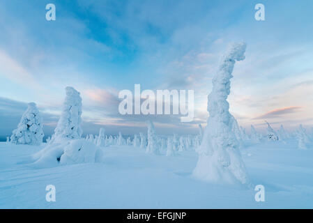 Coperte di neve alberi, Riisitunturi National Park, Posio, Lapponia, Finlandia Foto Stock