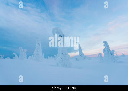 Coperte di neve alberi, Riisitunturi National Park, Posio, Lapponia, Finlandia Foto Stock