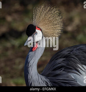 Close up ritratto di un africano Grey Crowned Crane. Balearica regulorum. mostra capelli dettagliata e piume Foto Stock