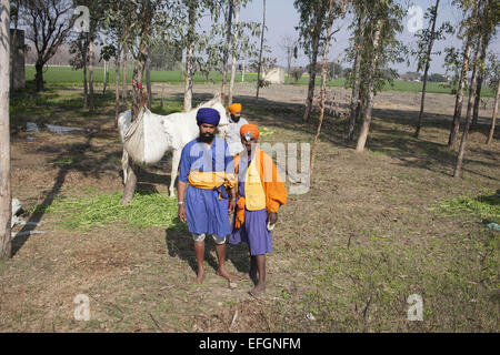 Ludhiana Punjab, India. 29 gen, 2015. 29 gen 2015 - Kila Raipur, India :.Nihang Nirwail Singh(sulla destra), 19, di villaggio Gujjarwal ha partecipato per la prima volta nelle Olimpiadi rurale qui. In questo anno la manifestazione egli partecipa a Horse Racing & tenda ancoraggio. Egli ama i cavalli da sella & ha scelto una vita ascetica di quella di un Nihang monaco sikh in cui egli si sposta da uno dei luoghi religiosi a un altro con il suo Guru & piccolo gruppo di 10. © Subhash Sharma/ZUMA filo/ZUMAPRESS.com/Alamy Live News Foto Stock