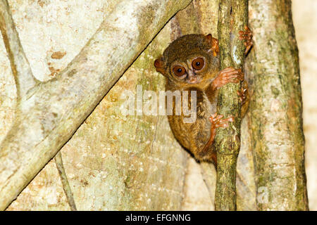 Spectral tarsier - Tarsius tarsier, Tangkoko Riserva Naturale, Nord Sulawesi, Indonesia Foto Stock