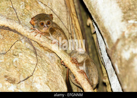 Una coppia di Spectral tarsier - Tarsius tarsier, Tangkoko Riserva Naturale, Nord Sulawesi, Indonesia Foto Stock