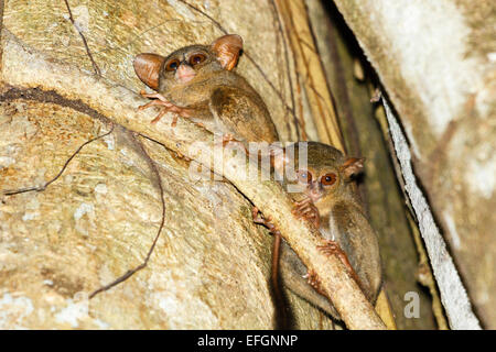 Una coppia di Spectral tarsier - Tarsius tarsier, Tangkoko Riserva Naturale, Nord Sulawesi, Indonesia Foto Stock