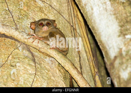 Spectral tarsier - Tarsius tarsier, Tangkoko Riserva Naturale, Nord Sulawesi, Indonesia Foto Stock