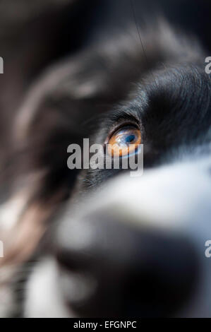 Abstract close up di un Border Collie cane. Foto Stock