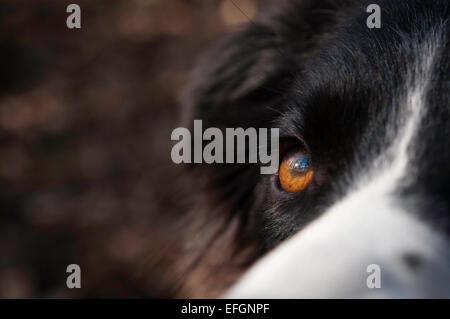 Abstract close up di un Border Collie cane. Foto Stock