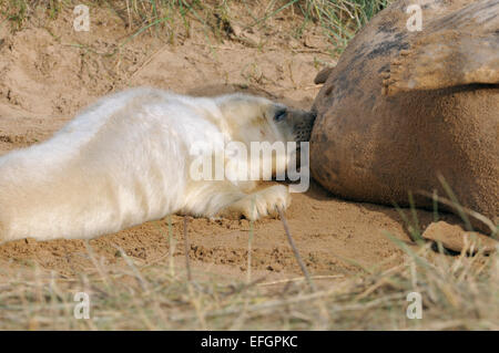 Atlantico guarnizione grigio Pup alimentazione - Halichoerus grypus Foto Stock