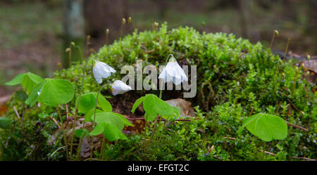 Legno-Acetosella pianta closeup contro lo sfondo di muschio Foto Stock