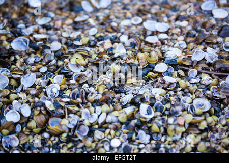 Le cozze di acqua dolce sulle rive del fiume Aveyron in Francia Foto Stock