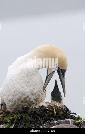 Northern Gannet alimentando il suo pulcino su Bass Rock Foto Stock