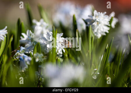 Honeybee raccogliendo il polline da Puschkinia scilloides Foto Stock