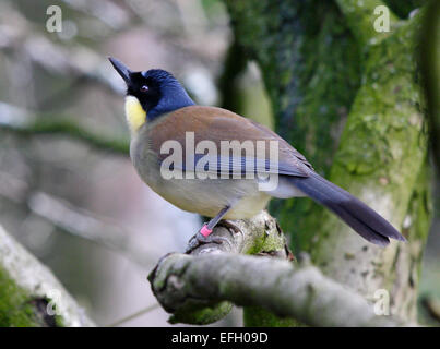 Blue incoronato Laughingthrush (garrulax courtoisi) Foto Stock