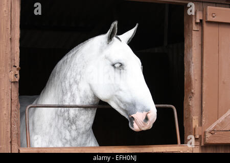 Un bel cavallo grigio guardando fuori della porta della stalla. Foto Stock